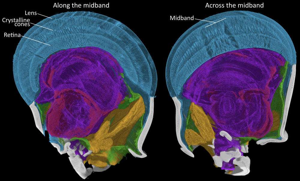 The cross sectioned eye shown along and across the midband with the segmentation highlighted in colors The cross sectioned eye shown along and across the midband with the segmentation highlighted in colors